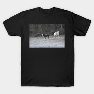 Wild Horse Foal T-Shirt